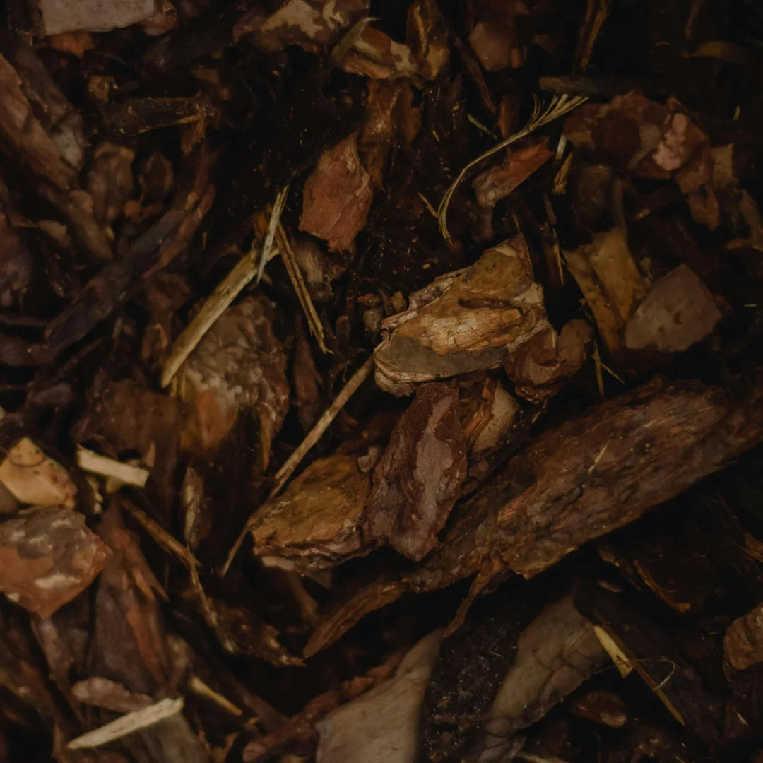 Oud Experience