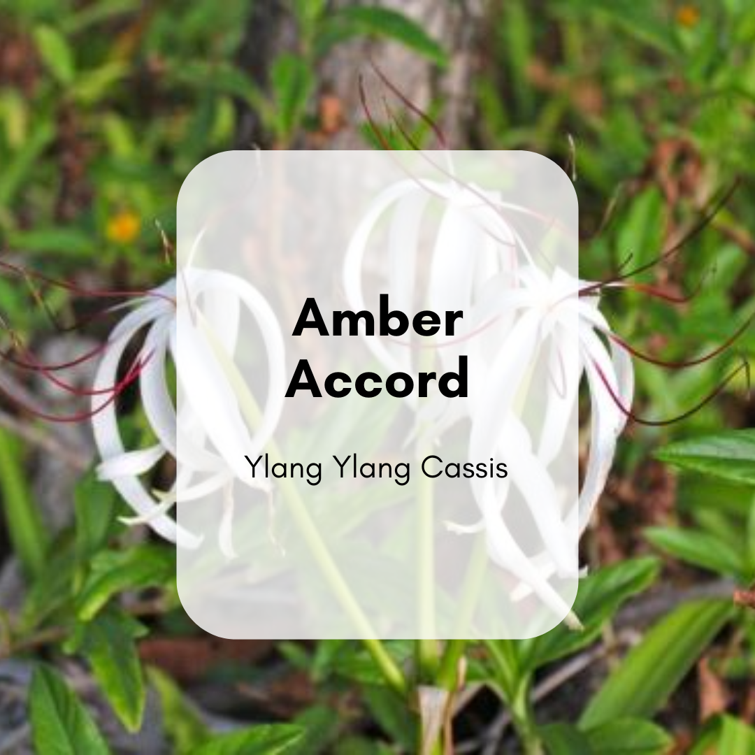 Amber Accord